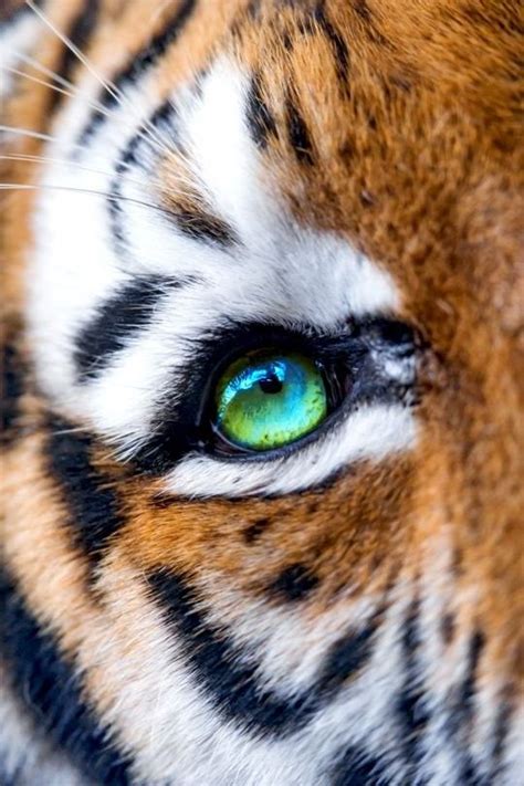 Тигровые глаза
 2024.03.29 08:43